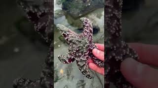 Rescuing Patrick Star From CERTAIN DEATH! #shorts