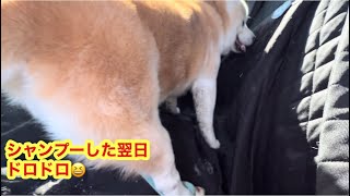 柴犬貴教！シャンプーした翌日ドロドロノリたん😆