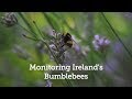 Monitoring Ireland's Bumblebees