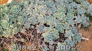 多肉植物 succulent plant 다육식물 뽑은후 2달방치한  백봉 합식하기 48회#花緋緞 수제 화분 #화비단 #화비단수제화분