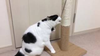 どこでも爪とぎタワーSで遊ぶ白黒牛柄猫さっちゃん