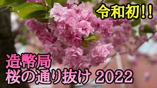 【大阪】造幣局桜の通り抜け2022