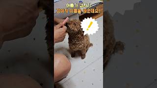 아빠가 갑자기 강아지 이름을 바꾼데요! 어떤 이름으로? #강아지 #귀여운강아지 #임영웅 #푸들