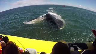 La meilleure compilation d’observation de baleines à Tadoussac 🐋 | Croisières AML