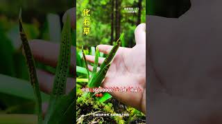 这三种本草植物“你扔掉过几种”一日一植物  感谢大自然的馈赠  你认识它吗  识百草