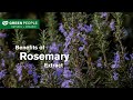 Benefits of Rosemary Extract | Green People UK