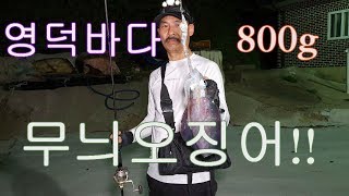 무늬오징어가  800g 영덕 노물 방파제에서!!