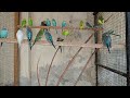 12 hours of budgie sounds to encourage your parrot to eat and sing budgies singing