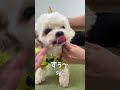 念願のカッパと犬 【関西弁でしゃべる犬】 242 long sought raincoat and dog 【dog talking 】 shorts shein