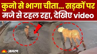 Madhya Pradesh के Sheopur में सड़क पर दौड़ लगाता दिखा जंगल से भागा Cheetah | Viral Video