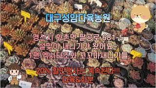 대구성암다육농원 설맞이 새니기가 왔어요~1편 엑시타조와 꼬꼬마새니기들