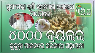 ମୁଖ୍ୟମନ୍ତ୍ରୀ କୃଷି ଊଦ୍ୟୋଗ ଯୋଜନା ମାଧ୍ୟମରେ ୪୦୦୦ ବିଶିଷ୍ଟ ବ୍ରୋଇଲର କୁକୁଡ଼ା ପାଳନରେ ସରକାରୀ ସହାୟତା