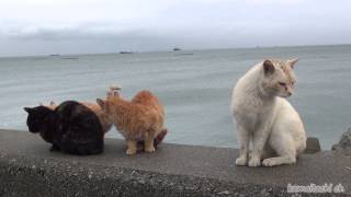 【野良猫 観察記】2014 3 13 雨の日の野良猫