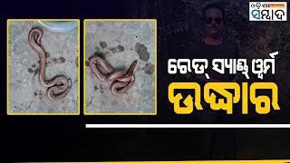 Rare Red Sand Boa Snake Rescued From Odisha’s Puri