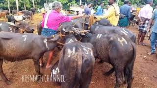 മീറ്റ് ആവശ്യത്തിനുള്ള എരുമകളും പോത്തുകളും.