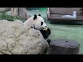 20220225 圓仔打食好辛苦 撿到蘿蔔算進補 午餐 giant panda yuan zai