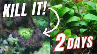 How to Kill Black-Bearded Algae in 2-Days?