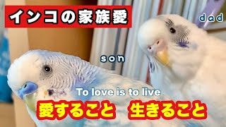 【インコの家族愛】ぴよファミリー物語第13弾！愛すること、生きること  家族愛、親子愛 インコたちの愛情物語