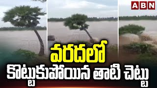 వరదలో కొట్టుకుపోయిన తాటి చెట్టు | Tree Washed Away In Flood At Bobbillanka | ABN Telugu