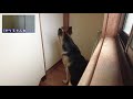 【検証】飼い主が見えない状態でもコマンドは聞くのか？