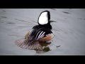 hooded merganser enhanced audio