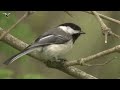 black capped chickadee