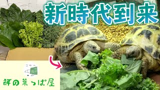 爬虫類用に特化した低農薬野菜をカンタンに入手できる時代が来ました【餌の葉っぱ屋】