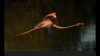 American Flamingo in the middle of Pennsylvania