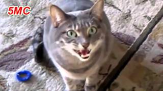 Cute Cats And Kittens Meowing Compilation 2016 MC