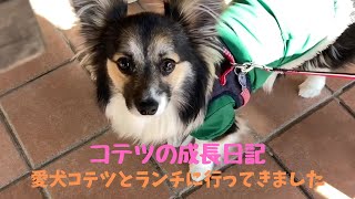 愛犬と千葉県館山市のレストランでランチ　Lunch with your dog at an Italian restaurant in Tateyama City, Chiba Prefecture