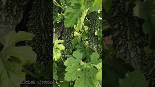 Hagalakai beleyuva vidhana | agriculture | bitter gourd farming | indian agriculture | bitter gourd