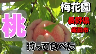 【梅花園】桃狩り　長野県飯田市中村２２４１