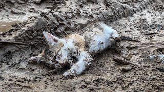 Poor kitten was living his last moments at the construction site, crying in pain, a miracle happened