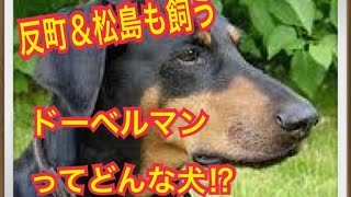 【反町隆史\u0026松嶋菜々子のペット】ドーベルマンってどんな犬!?