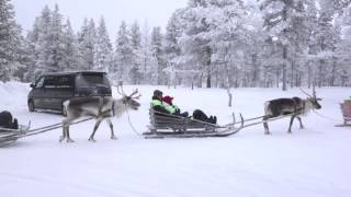 Reindeer Safari