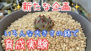 [多肉植物]育成実験！鉢のサイズで育ち方は違うか比べてみよう！