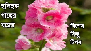 হলিহক গাছের যত্ন || hollyhock plants grow and care || hollyhock growing tips🔥💥