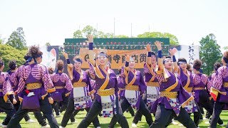 [4K] 愛知淑徳大学 鳴踊　『GO‼︎縁』初披露　よさこいinおいでん祭り 2019 豊川おいでん祭り 野球場メイン会場 (中央)