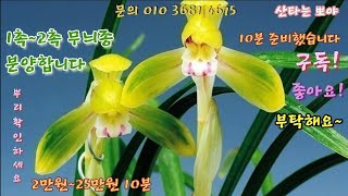 (9월5일) 명명품과 무명품 무늬종 1촉~2촉 10분 분양합니다