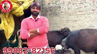 ਤੋਕੜ- ਗੱਬਣ ਨੀਲੀ ਰਾਵੀ ਦੀ ਮੱਝ ਵਿਕਾਉ- nilli ravi buffalo for sale (3-2-2025)#brardairyfarmmoga