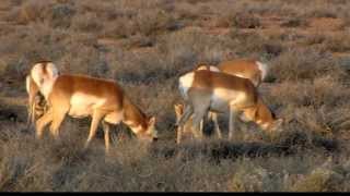 Pronghorn Study