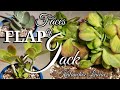 FLAPJACK/KALANCHOE LUCIAE/PADDLE PLANT care and  propagation . 