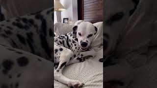 Would you get a Dalmatian?! #dogs #shorts #dalmatiandog