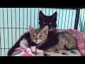 Rescue Two Little Kittens Growing Up Together In Foster Family