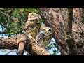 Call of Spotted Owlet bird | sound of owlets | घुबडाचा आवाज | ठिपकेदार पिंगळा