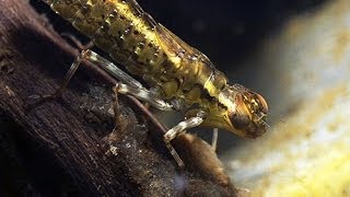 Dragonfly Larvae / Nymph Southern Hawker