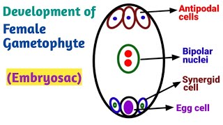Development of Female gametophyte (Embryo Sac) . Reproduction in Lower and Higher Plants