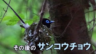 【探鳥散歩】その後のサンコウチョウが気になり会いに行って来ました　#サンコウチョウ