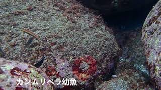 【クエ、コブダイ、オオモンカエルアンコウ】大物いっぱい伊豆海洋公園ダイビング！