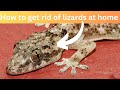 How to get rid of lizards at home  how to get rid of house lizards